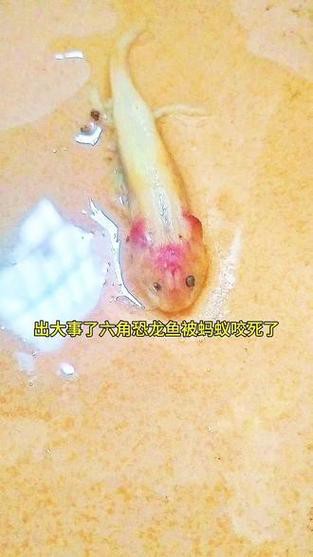 恐龍魚兇猛嗎圖片