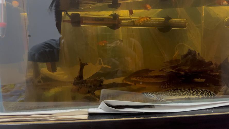 恐龍魚兇猛嗎圖片