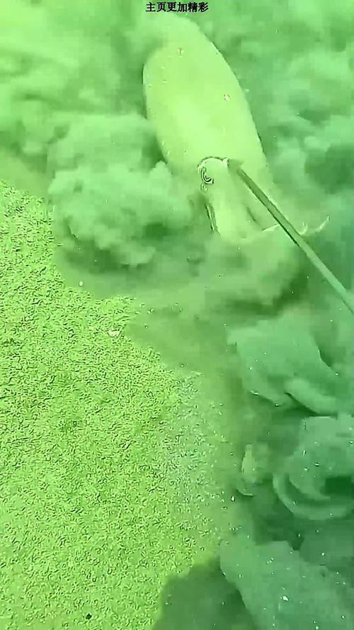 恐龍魚兇猛嗎圖片