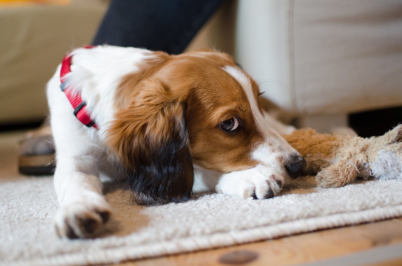 訥河市鑫鑫花鳥魚寵物館（訥河市鑫鑫花鳥魚寵物館怎么樣） 訥河市鑫鑫花鳥魚寵物館（訥河市鑫鑫花鳥魚寵物館怎么樣） 全國水族館企業名錄 第1張
