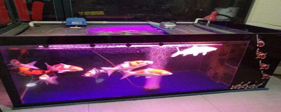 飼料 龍魚缸里養什么清潔魚:清道夫魚、鼠魚、黑線飛狐、黑殼蝦、蘋果螺、小精靈魚 龍魚百科 龍魚缸里養什么清潔魚:清道夫魚、鼠魚、黑線飛狐、黑殼蝦、蘋果螺、小精靈魚 龍魚缸里養什么清潔魚:清道夫魚、鼠魚、黑線飛狐、黑殼蝦、蘋果螺、小精靈魚 龍魚百科