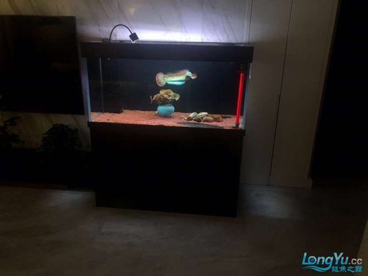 巴卡龍魚混養怎么養：巴卡雷龍魚混養巴卡雷龍魚混養技巧巴卡龍魚混養技巧 巴卡龍魚混養怎么養：巴卡雷龍魚混養巴卡雷龍魚混養技巧巴卡龍魚混養技巧 龍魚百科 第1張