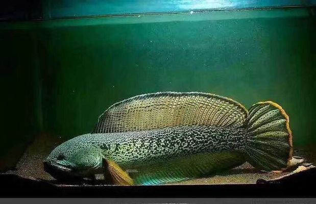 巴卡龍魚混養怎么養：巴卡雷龍魚混養巴卡雷龍魚混養技巧巴卡龍魚混養技巧 巴卡龍魚混養怎么養：巴卡雷龍魚混養巴卡雷龍魚混養技巧巴卡龍魚混養技巧 龍魚百科 第2張