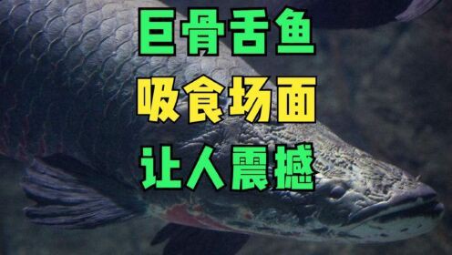 恐龍魚進食視頻大全播放