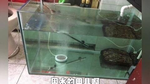 龍魚困水幾天可以換過濾器：龍魚困水幾天可以換過濾器，養(yǎng)龍魚的養(yǎng)護方法是什么