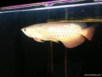 金龍魚30公分長到40公分多長時間【金龍魚30公分多長時間長到40公分會影響金龍魚生長速度】