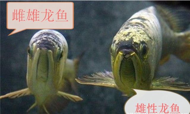 龍魚公母怎么分辨：如何分辨龍魚公母