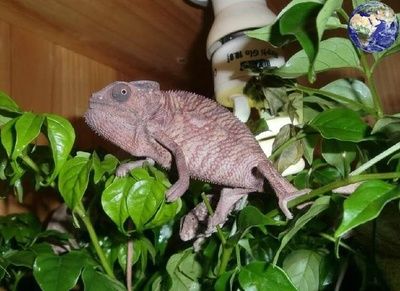 南非變色龍魚怎么養(yǎng)（養(yǎng)殖南非變色龍魚需要注意什么？） 南非變色龍魚怎么養(yǎng)（養(yǎng)殖南非變色龍魚需要注意什么？） 龍魚百科 第1張