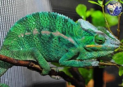 南非變色龍魚怎么養(yǎng)（養(yǎng)殖南非變色龍魚需要注意什么？） 南非變色龍魚怎么養(yǎng)（養(yǎng)殖南非變色龍魚需要注意什么？） 龍魚百科 第2張