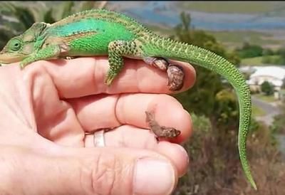 南非變色龍魚怎么養(yǎng)（養(yǎng)殖南非變色龍魚需要注意什么？） 南非變色龍魚怎么養(yǎng)（養(yǎng)殖南非變色龍魚需要注意什么？） 龍魚百科 第5張