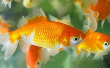 錦江區飛龍閣水族經營部（錦江區飛龍閣水族經營部地址）
