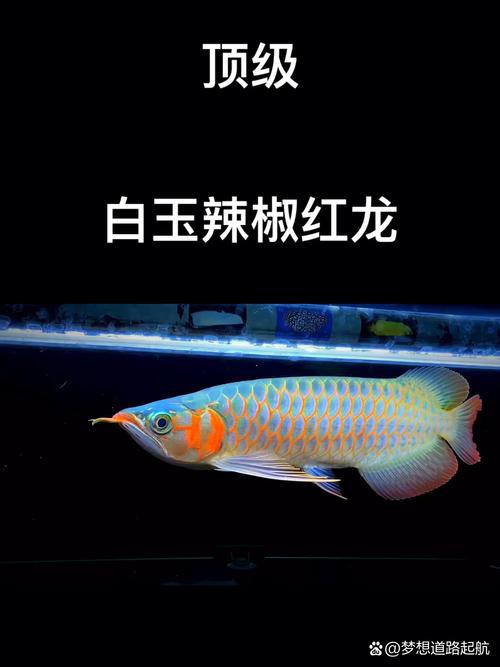 紅龍魚哪個品種好看又漂亮好養 紅龍魚哪個品種好看又漂亮好養 龍魚百科 第5張