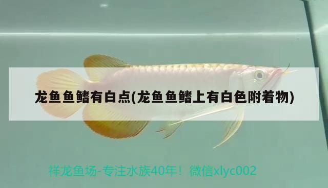 龍魚魚鰭上有白點是什么：龍魚白點病的自然療法