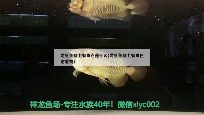龍魚魚鰭上有白點是什么：龍魚白點病的自然療法