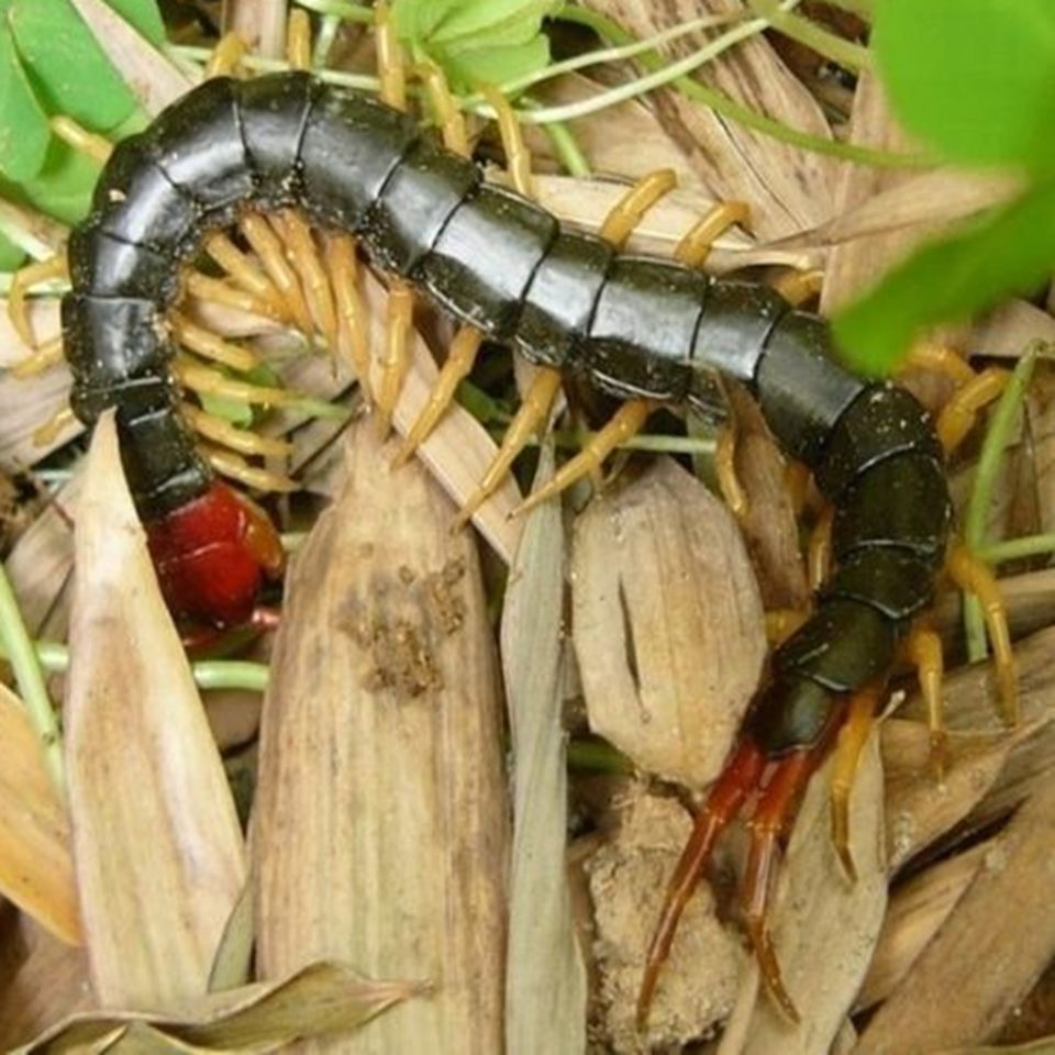 龍魚(yú)能喂螞蚱嗎怎么喂的吃的少：龍魚(yú)可以喂食螞蚱嗎，龍魚(yú)能喂螞蚱嗎怎么喂的吃的少