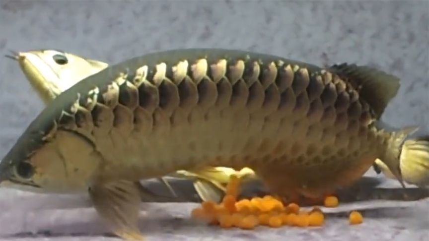 金龍魚炸鱗是什么原因：如何改善金龍魚水質環境，如何改善金龍魚飼料營養均衡指南 金龍魚炸鱗是什么原因：如何改善金龍魚水質環境，如何改善金龍魚飼料營養均衡指南 龍魚百科 第5張