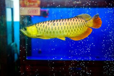 金龍魚炸鱗是什么原因：如何改善金龍魚水質環境，如何改善金龍魚飼料營養均衡指南 金龍魚炸鱗是什么原因：如何改善金龍魚水質環境，如何改善金龍魚飼料營養均衡指南 龍魚百科 第1張