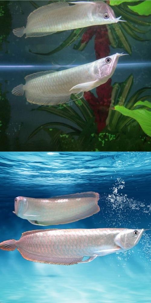 銀龍魚漂亮嗎圖片 銀龍魚漂亮嗎圖片 龍魚百科 第12張