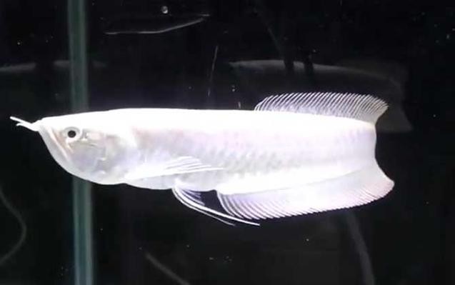 銀龍魚漂亮嗎圖片 銀龍魚漂亮嗎圖片 龍魚百科 第7張