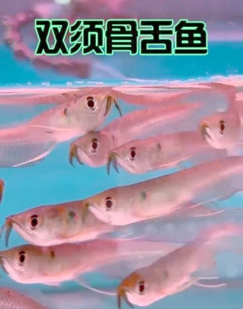 銀龍魚漂亮嗎圖片 銀龍魚漂亮嗎圖片 龍魚百科 第27張