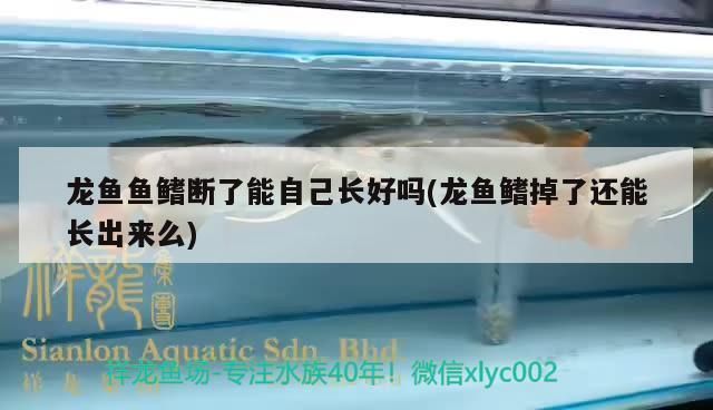 龍魚鰭斷了多久能長好：龍魚鰭斷了的恢復時間 龍魚鰭斷了多久能長好：龍魚鰭斷了的恢復時間 龍魚百科 第1張