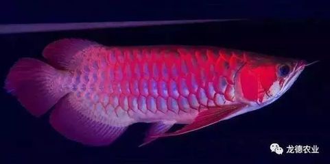 龍魚身體有點傾斜