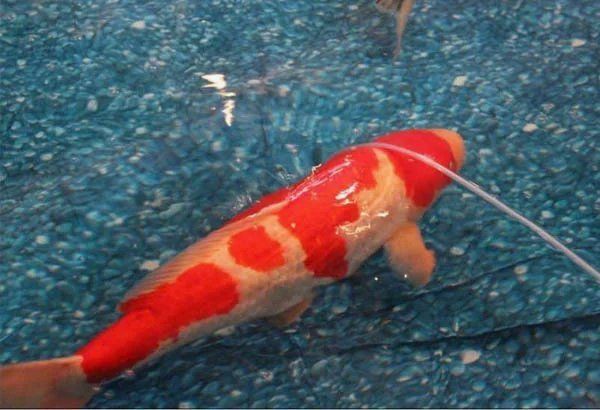龍魚紋身寓意什么