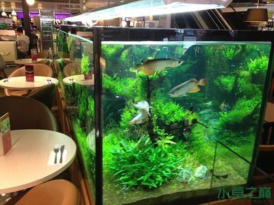龍魚養(yǎng)草缸：龍魚養(yǎng)草缸可行嗎？
