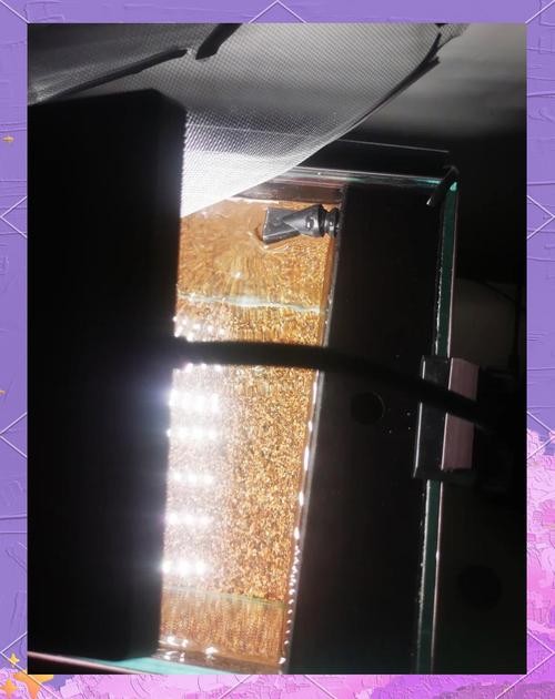 雷龍魚魚缸用什么過濾