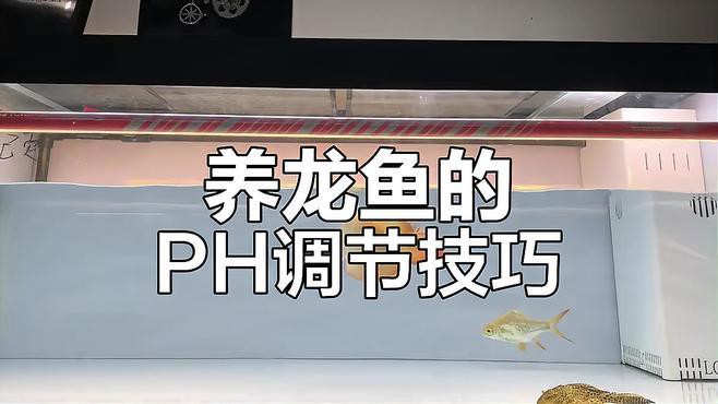 如何保持深海紅龍魚的水質穩定？