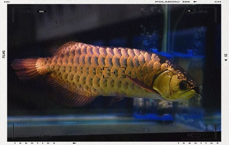 如何保持深海紅龍魚的水質穩定？