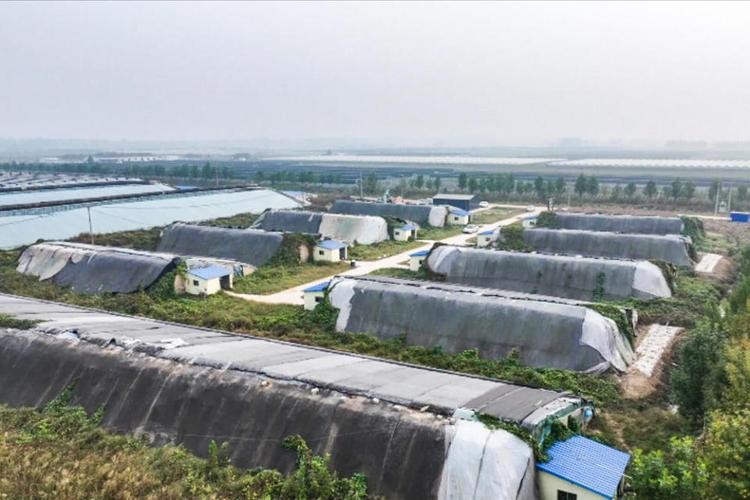 龍魚養殖基地圖片大全 龍魚養殖基地圖片大全 龍魚百科 第25張