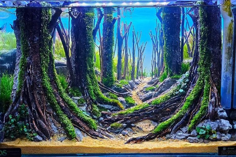龍魚養殖基地圖片大全 龍魚養殖基地圖片大全 龍魚百科 第3張