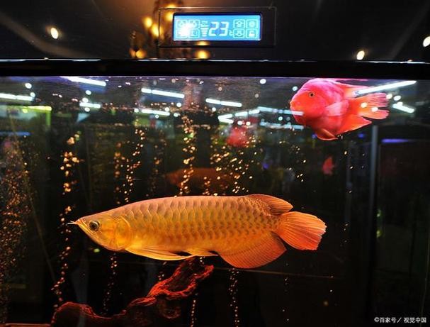 龍魚養殖基地圖片大全 龍魚養殖基地圖片大全 龍魚百科 第30張