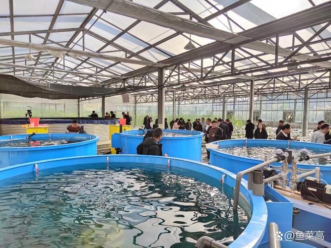 龍魚養殖基地圖片大全 龍魚養殖基地圖片大全 龍魚百科 第33張