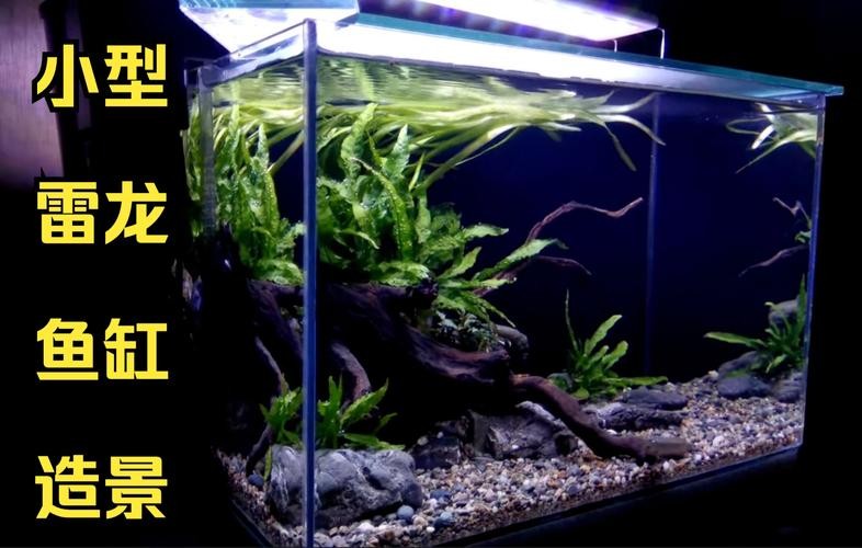 龍魚養殖基地圖片大全 龍魚養殖基地圖片大全 龍魚百科 第12張