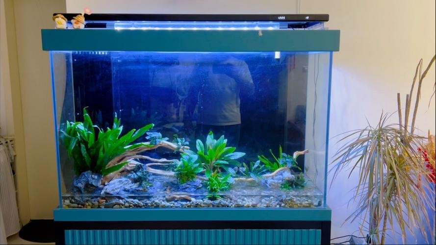 龍魚養殖基地圖片大全 龍魚養殖基地圖片大全 龍魚百科 第7張