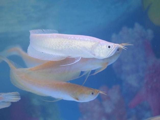 龍魚養殖基地圖片大全 龍魚養殖基地圖片大全 龍魚百科 第28張