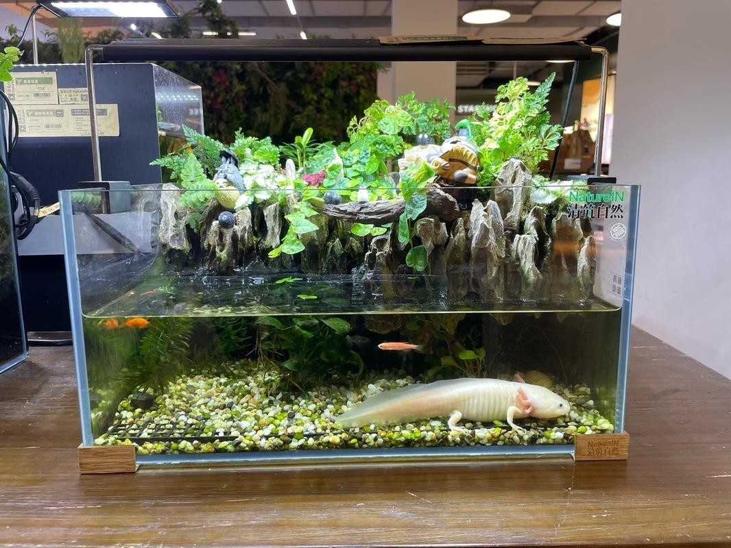 龍魚養殖基地圖片大全 龍魚養殖基地圖片大全 龍魚百科 第6張