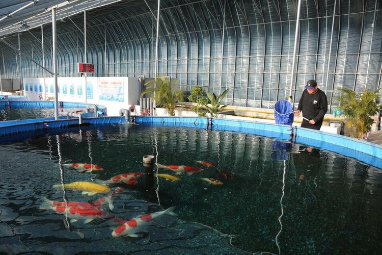 龍魚養殖基地圖片大全 龍魚養殖基地圖片大全 龍魚百科 第34張