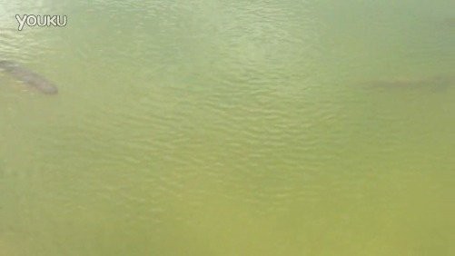 李亞四金龍魚哪個品種最貴？ 李亞四金龍魚哪個品種最貴？ 龍魚百科 第11張