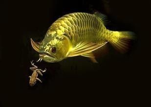 龍魚(yú) 食物：龍魚(yú)食物分類及其特點(diǎn)