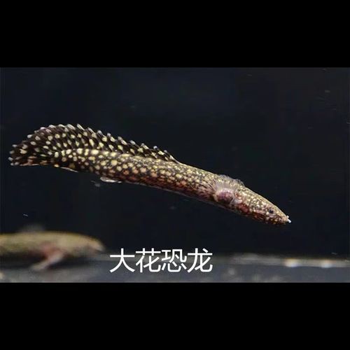 恐龍魚(yú)是熱帶魚(yú)還是冷水魚(yú)圖片