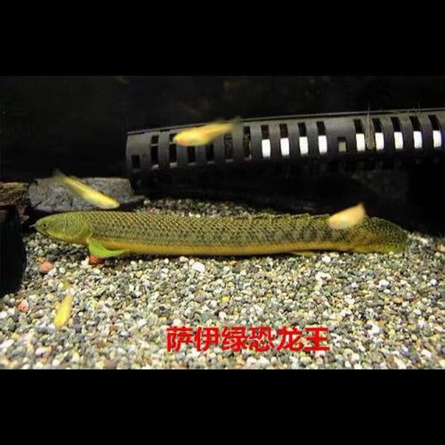 恐龍魚是熱帶魚還是冷水魚圖片