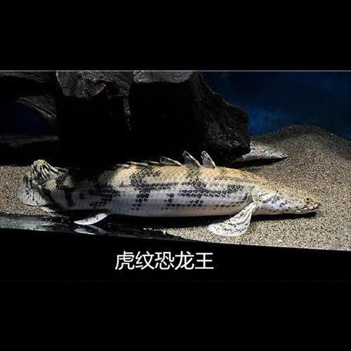 恐龍魚是熱帶魚還是冷水魚圖片