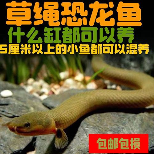 恐龍魚(yú)是熱帶魚(yú)還是冷水魚(yú)圖片