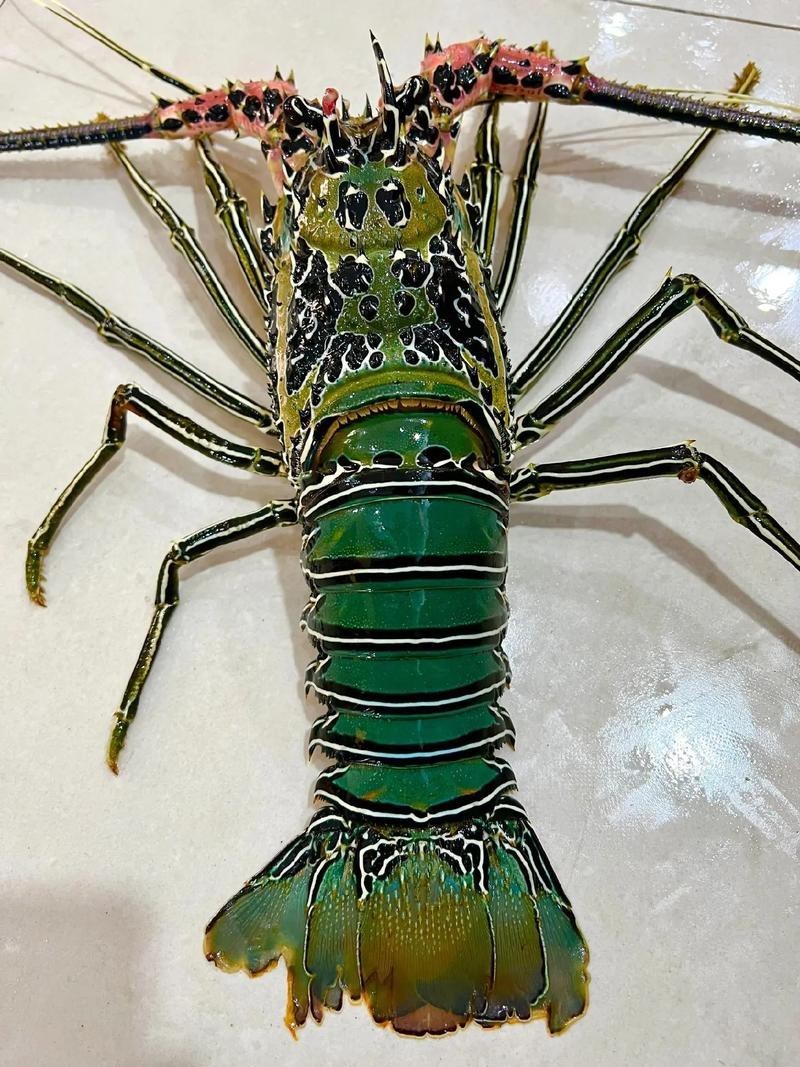 如何找到高清的龍蝦圖片？