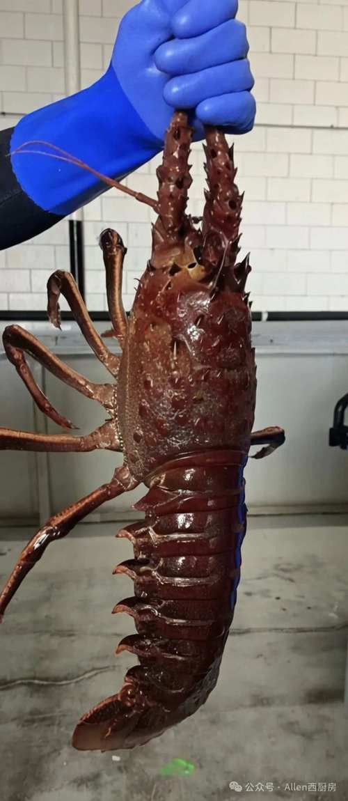 如何找到高清的龍蝦圖片？