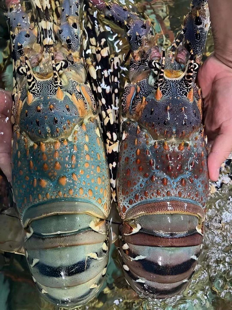 如何找到高清的龍蝦圖片？