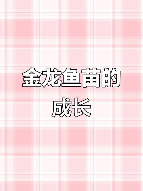 過背金龍魚苗圖片欣賞
